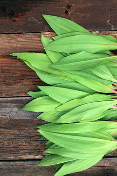 Freshed Picked Wild Leeks (Ramps)