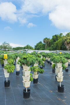 Hydroponic Farming