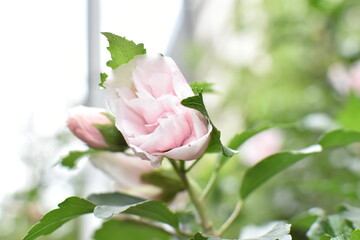 道端に咲く八重咲きムクゲ