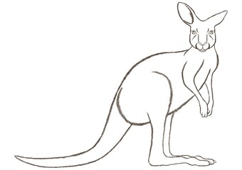 Kangaroo