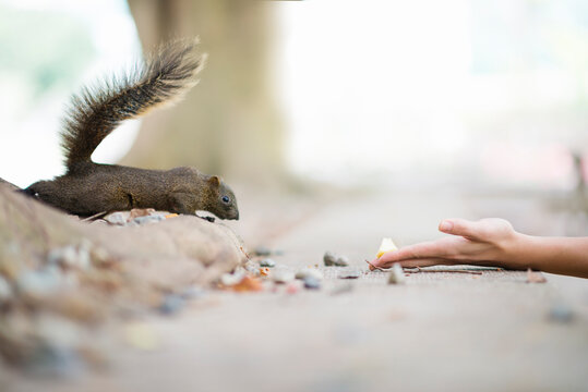 Woman hands feeding a cute squirrel in forest