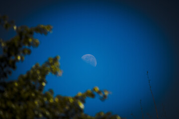 grande lua por trás das folhas verdes