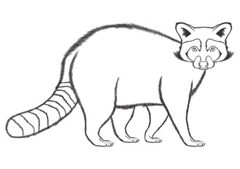 Raccoon