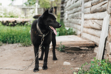 Naklejka premium Home guard black dog on a chain