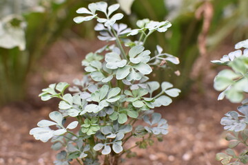 道端のカタバミ