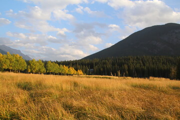 Evening On The Grasslands, Banff National Park, Alberta