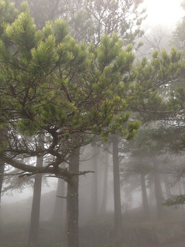 Trees in the Mist