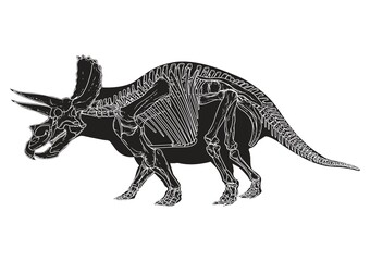 Fototapeta na wymiar Triceratops