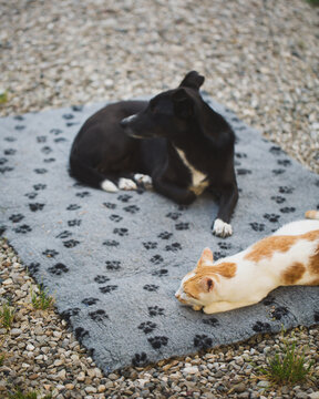Cat and dog laying on the same blanket in garden