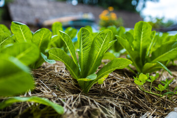 growth fresh vegetable salad garden at organic farm. Argiculture concept.