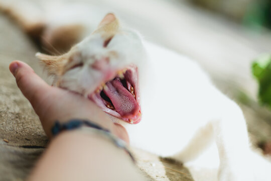 Cat yawning with mouth wide open with hand stroking him