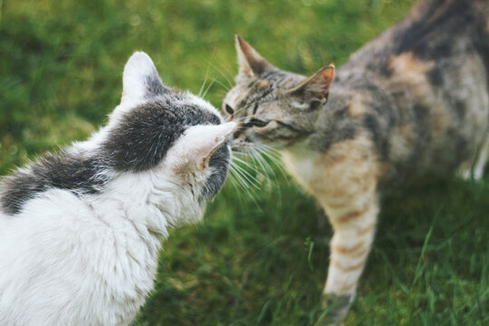 Cats kiss