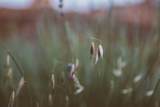 Scene with green cereal field at spring ideal for a wallpaper picture