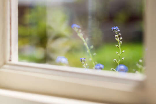 Blue Forget Me Not flowers in a window box brush against a window