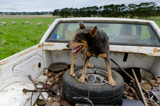 Sheep Dog in the back of a Ute