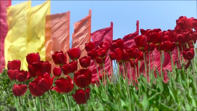 Close up of red tulips opposite colorful flags in the wind. Outside.