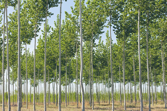 Tree farm
