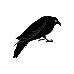 Crow