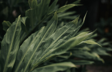 green fern leaves with natural green blurred background