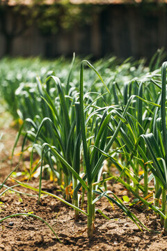 Garlic Cultivation