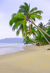 palm trees on the beach
