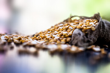 Close up shot of raw chickpea lentil/Yellow lentil in a gunny bag on a black shiny surface