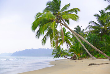 palm trees on the beach