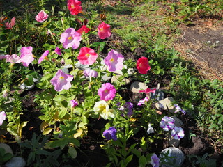 Colorful petunia flowers close up in the garden
