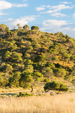 Pine forest in a hill bathed with a beautiful evening light