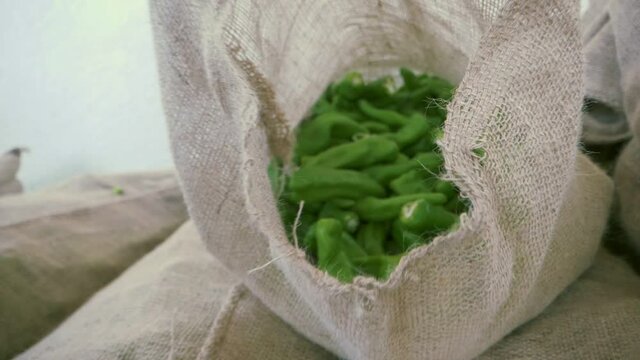 Two in one shot pushing in and pulling out of a burlap sack of fresh Hatch green chile. The spicy peppers are a staple of New Mexican agriculture, food and cooking.