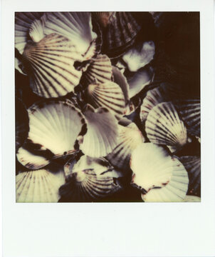 Collection of shells