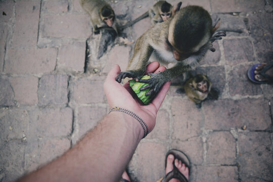 feeding monkeys