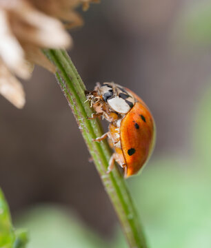 Ladybug eating an aphid