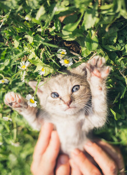 Adorable Kitten