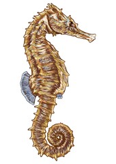 Seahorse