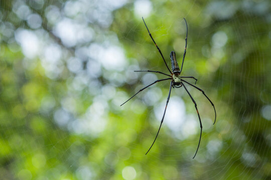 Big Spider