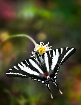 Zebra Swallowtail Butterfly On A Flower