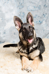 German Shepherd puppy, 4 months old, sitting in on sheep wool in front of blue background