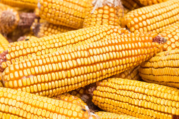 Autumn yields plenty of golden corn