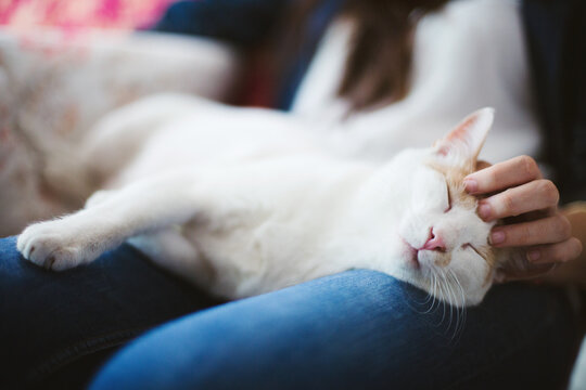 Close-up of feminine hand caressing ginger and white cat's head