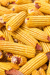 Plakat Autumn yields plenty of golden corn