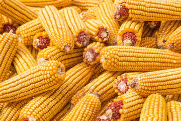 Fototapeta na wymiar Autumn yields plenty of golden corn