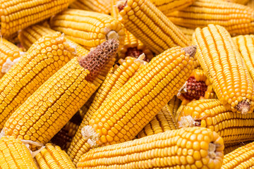 Autumn yields plenty of golden corn