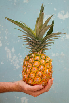 Big juicy tropical pineapple in hand