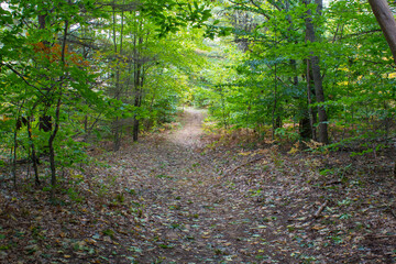 Obraz premium Trees in a pine forest in late summer Michigan