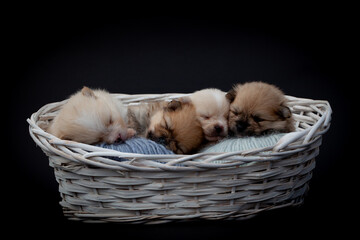 Adorable pomeranian spitz dog puppies laying in a rush basket with natural light on a black background. High quality photo