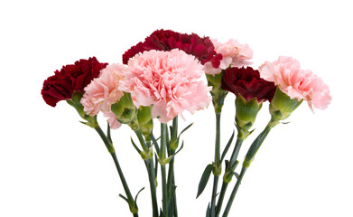carnation isolated