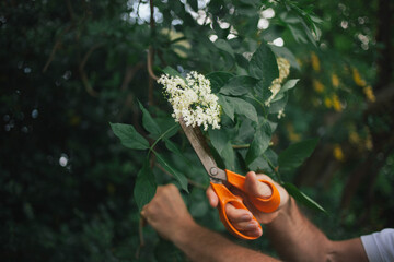 Cutting Elderflower
