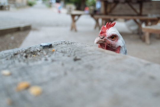 Sneaky chicken Stealing Treats