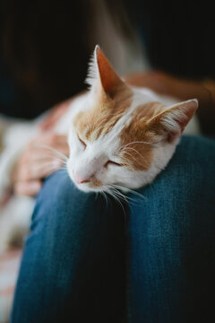 Ginger cat laying blissfully on girl's legs